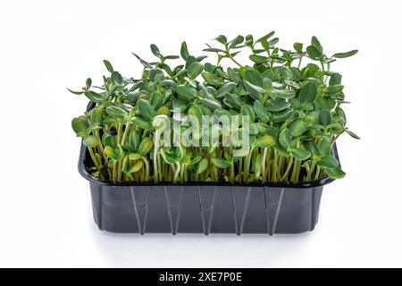 Green young Sunflower sprouts in black plastic growing trays isolated on white background. Stock Photo