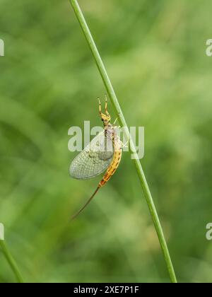 Large mayfly 'Ephemera danica' Stock Photo