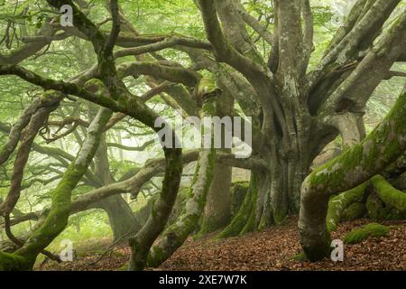 Ancient beech tree with enormous spreading branches, Dartmoor National Park, Devon, England. Summer (August) 2018. Stock Photo