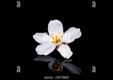 Choisya ternata flower isolated on black background. Better  knwon as Mexican orange blossom or Mexican orange. Stock Photo