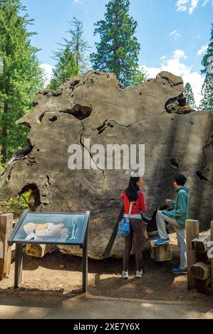 Visitors inspect a 2010 year old cross section of a fallen Giant Sequoia tree; Sequoia National Park Stock Photo