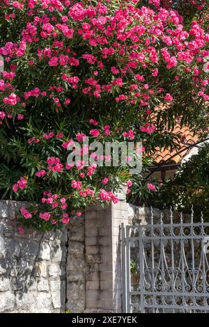 House fence and pink oleander flowers decoration Stock Photo