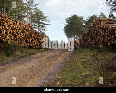 Logs stacked on the edge of a forest track, Wareham Forest, Dorset, UK Stock Photo