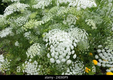 False Queen Annes Lace Ammi majus, Flower Flowers Blooming Blooms Flowering In Bloom, Bishops Weed Ladys Lace White Dill Bullwort Stock Photo