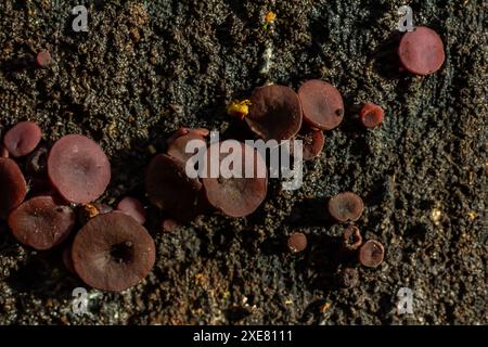 group much fungus on trunk Ascocoryne sarcoides. Stock Photo