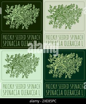 Set of vector drawing PRICKLY SEEDED SPINACH in various colors. Hand drawn illustration. The Latin name is SPINACIA OLERACEA L. Stock Vector