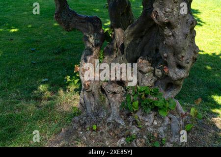 The twisted base of an old tree on a green lawn. Close-up. Stock Photo