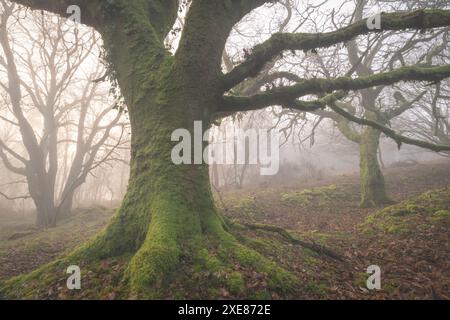 Mossy trees in a misty woodland, Dartmoor, Devon, England. Winter (February) 2019. Stock Photo
