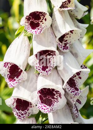 A close up of part of the dark red and white flower spike of the foxglove Digitalis 'Pams Choice' Stock Photo