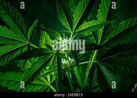Cannabis plant with green leaves and white flowers on a dark background Stock Photo