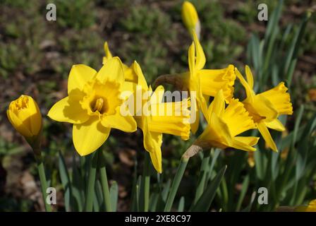 Narcissus pseudonarcissus, wild daffodil Stock Photo