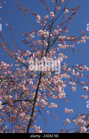 Prunus subhirtella Autumnalis, Winter flowering cherry Stock Photo