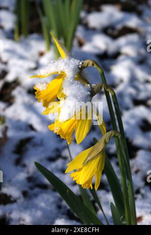 Narcissus pseudonarcissus, wild daffodil Stock Photo