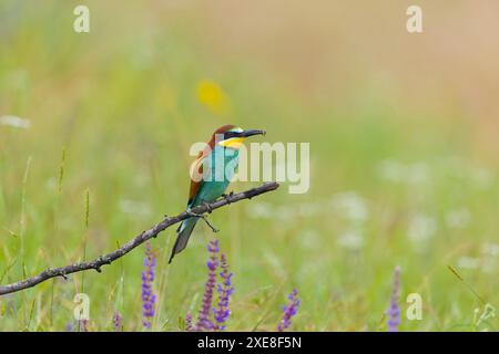 European bee-eater Merops apiaster, adult perched on a branch with hoverfly in beak, Hortobagy, Hungary, June Stock Photo