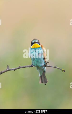 European bee-eater Merops apiaster, adult perched on a branch, Hortobagy, Hungary, June Stock Photo