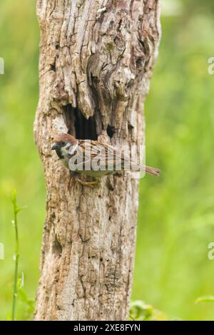 Eurasian tree sparrow Passer montanus, adult perched at nest hole in trunk, Hortobagy, Hungary, June Stock Photo