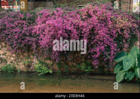 Summer blooming oleander flowers in residential area on Alanya street Stock Photo