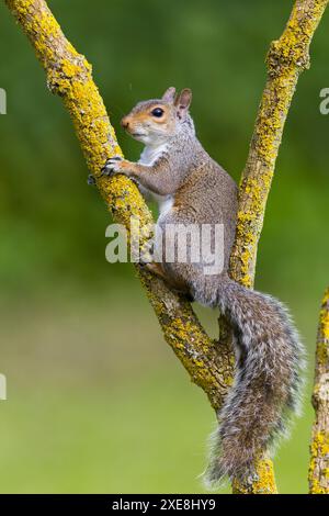 Eastern grey squirrel Sciurus carolinensis, introduced species, adult sitting in lichen covered tree, Suffolk, England, June Stock Photo