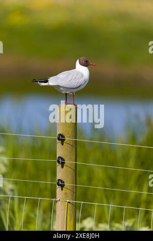 Black-headed gull Larus ridibundus, summer plumage adult standing on post, RSPB Minsmere nature reserve, Suffolk, England, June Stock Photo
