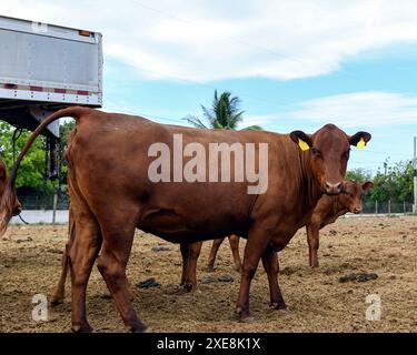 Jamaica Red Cow Stock Photo - Alamy