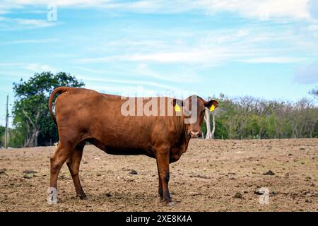 Jamaica Red heifer in a pasture on Grand Cayman Island in the Caribbean. Stock Photo