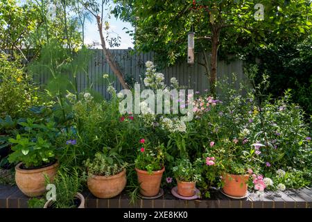 Mixed herbs and flowers growing in terracota pots and soil in a domestic garden in spring. Mint, rosemary, oregano, sage, thyme, fennel, curry plants. Stock Photo