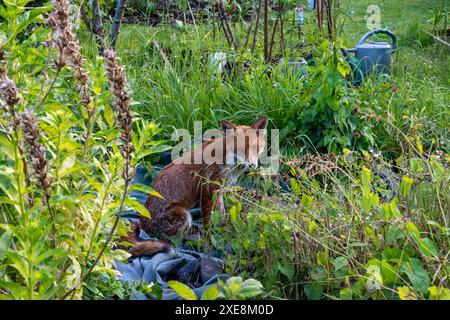 A red fox (vulpes vulpes) sitting in a London allotment. Stock Photo
