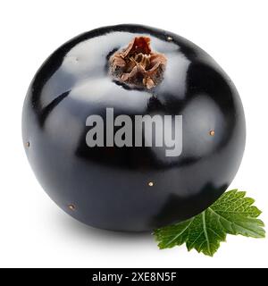 Black currant with leaf isolated on white background. Clipping Path Stock Photo