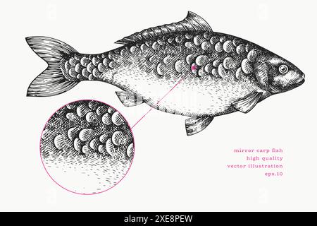 Vintage Style Carp Illustration. Vector Hand Drawn Fish. High Quality Old Fashion Image Stock Vector