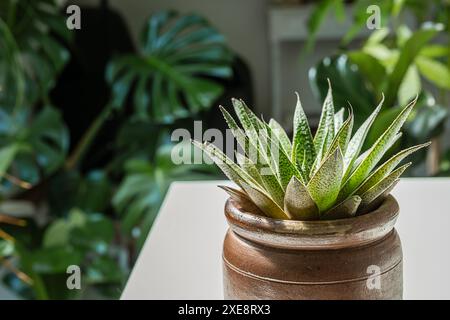 Houseplant succulent gasteria in a ceramic pot close-up, home gardening and connecting with nature concept Stock Photo