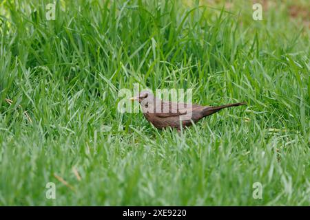 Female blackbird (Turdus merula) on the grass of a public park, Alcoy, Spain Stock Photo