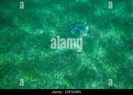 Stingray on ocean blue water with sun light penetrate through the surface of the water. Stock Photo