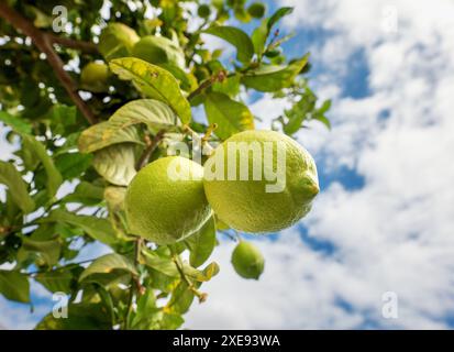 Lemons on a lemon tree with a cloudy sky in the background Stock Photo