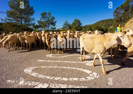 Sheep flock in transhumance on a road Stock Photo - Alamy