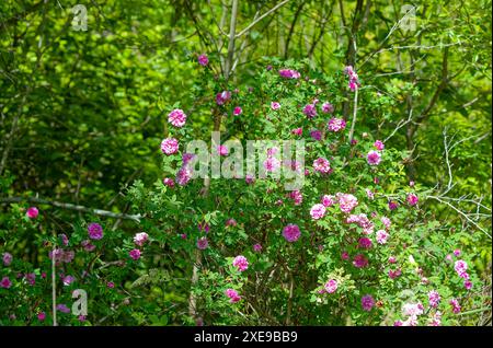 Nc Native Roses Wild rose - Carolina rose (Rosa Carolina or R. blanda) North American ...