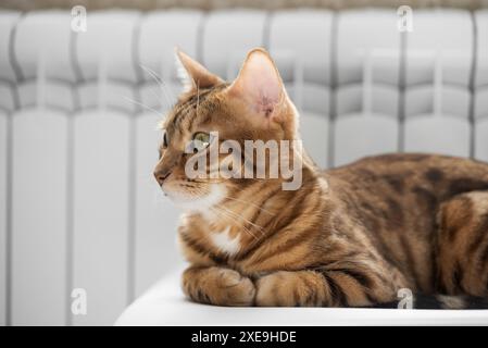 A ginger cat lies warming himself near a white radiator. Stock Photo