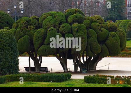 Cypress trees in Retiro Park in Madrid, Spain Stock Photo