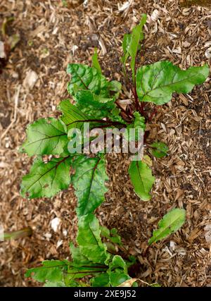Overhead closeup of the green leaves with red veins of the vegetable plant beetroot. Stock Photo