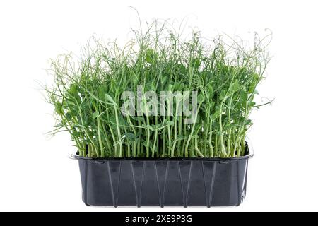 Fresh pea microgreens tops. Healthy eating and urban farming concept