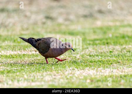 Eared dove (Zenaida auriculata), Ecoparque Sabana, Cundinamarca department. Wildlife and birdwatching in Colombia Stock Photo