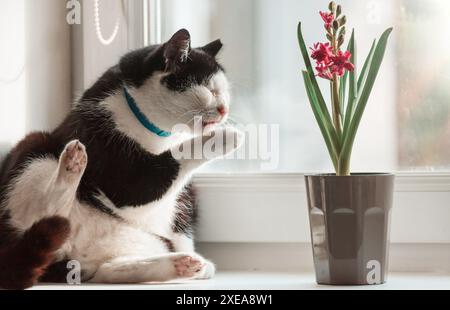 Cat and flower Stock Photo