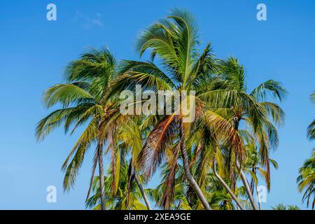 Yucatan Serenity: Azure Waters, Verdant Coast, and Dancing Palms in the Gentle Embrace of Caribbean Tradewinds Stock Photo