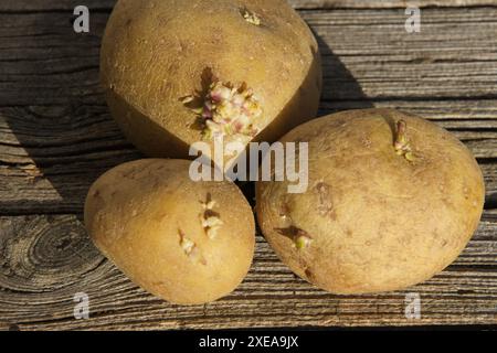 Solanum tuberosum, potato Stock Photo