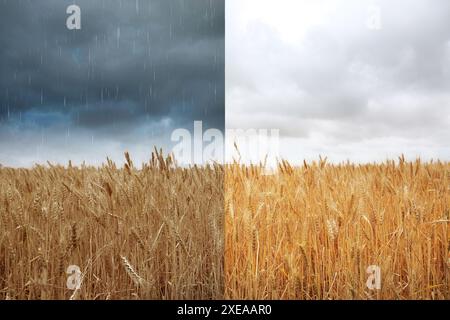 Wheat field under cloudy sky on one side and during rain on other. Weather changes Stock Photo