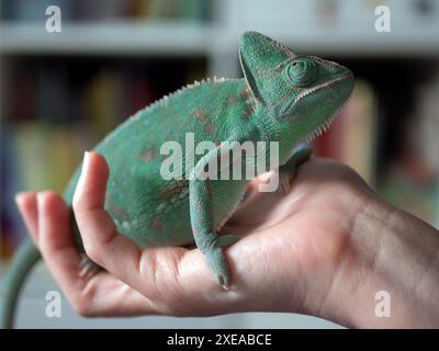 Chameleon is held in the keeper hands, selective focus. Keeping, and breeding chameleons concept Stock Photo