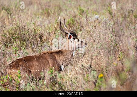 Mountain nyala male (Tragelaphus buxtoni), Bale mountain. Africa widlife Stock Photo