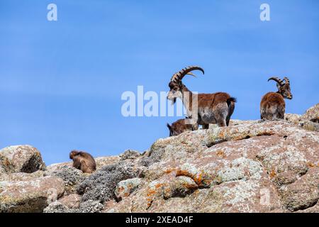 Walia ibex, (Capra walie), Simien Mountains in Northern Ethiopia, Africa Stock Photo