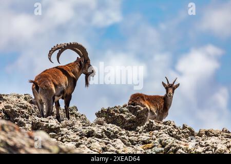 Walia ibex, (Capra walie), Simien Mountains in Northern Ethiopia, Africa Stock Photo