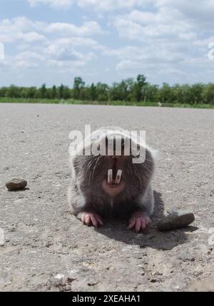 Common mole rat, underground rodent, agricultural underground pest. Stock Photo