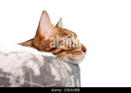 Bengal cat in a cat bed on a white background. Stock Photo